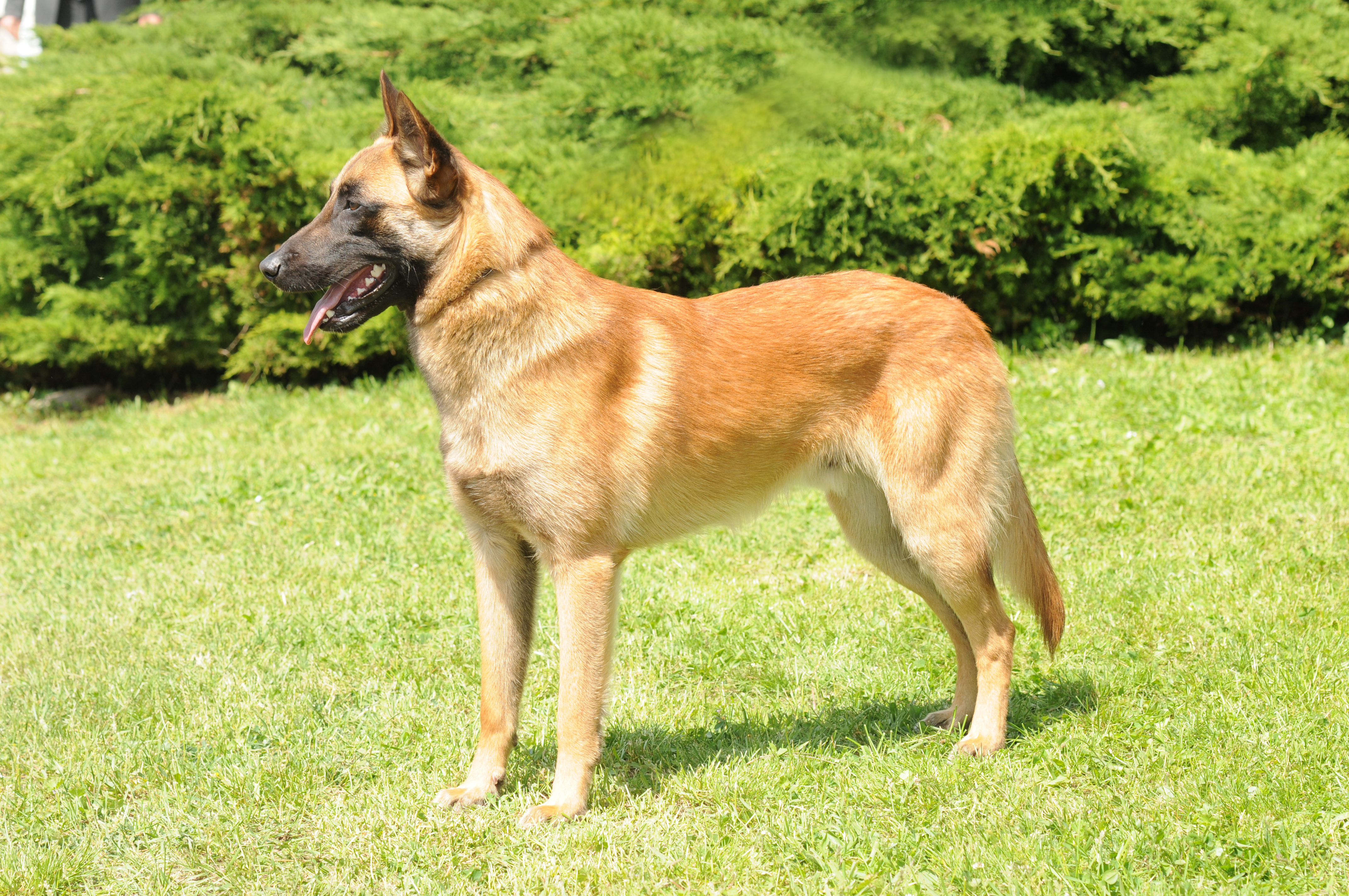 A Belgian Shepherd dog